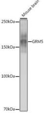 GRM5 Monoclonal Antibody