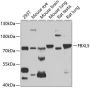 FBXL5 Antibody