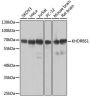 KHDRBS1/Sam68 Antibody