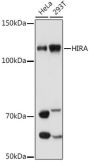 HIRA Monoclonal Antibody