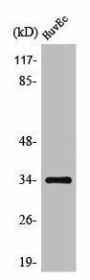 OR10G2 Antibody