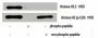 Phospho-Histone H3 (S28) Antibody