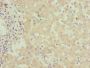 FMO4 Antibody