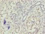TRAM2 Antibody