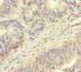 ROPN1 Antibody