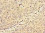 HIST1H2BD Antibody