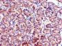 FBXO9 Antibody
