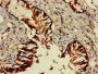 GZMM Antibody