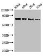 SAP9 Antibody