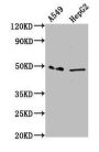 MFSD4A Antibody