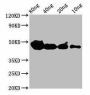 cyp1a Antibody