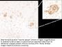 Anti-Beta-Amyloid Peptide (N-terminus) Antibody