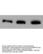 Anti-Actin (Nitrocellulose Membrane Loading Control) Antibody