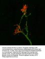 Anti-Amyloid Precursor Protein (APP), Peptide #3 Antibody
