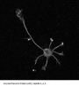 Anti-Amyloid Precursor Protein (APP), Peptide #3, #4, #5 Antibody