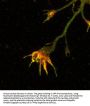 Anti-Amyloid Precursor Protein (APP), Peptide #4 Antibody