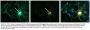 Anti-Beta-Catenin antibody