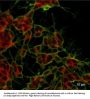Anti-Doublecortin Antibody