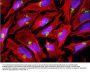 Anti-GOLGB1 (Giantin) Antibody