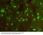 Anti-Tyrosine Hydroxylase Antibody