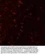 Anti-Integrin alpha-M (CD11b, ΜΑC-1, OX-42 Antigen) Antibody
