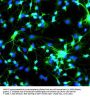 Anti-Microtubule-Associated Protein (MAP2) Antibody