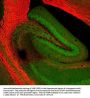Anti-Myelin Basic Protein (MBP) Antibody