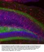 Anti-Nestin Antibody