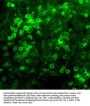 Anti-Netrin-1 Antibody