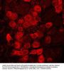 Anti-Prostatic Acid Phosphatase (PAP) Antibody