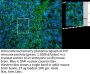 Anti-Proteolipid Protein (PLP) Antibody