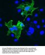 Anti-Prion Protein Antibody