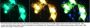 Anti-S100B Antibody