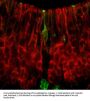 Anti-Synaptotagmin-1 Antibody