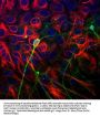 Anti-Beta-Tubulin 3 (TUJ) Antibody