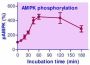 EnzyFluo™ AMPK Phosphorylation Assay Kit