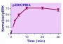 EnzyFluo™ ERK Phosphorylation Assay Kit