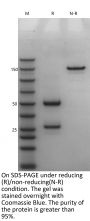 Anti-HEL Human IgG1(N297A)-Kappa Isotype control