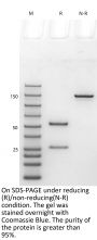 Anti-HEL Mouse IgG2A-Kappa Isotype control