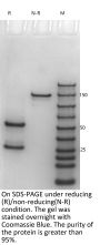 Anti-HEL Human IgG1-Kappa Isotype control