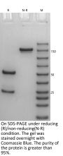 Anti-Human CD40(Selicrelumab)
