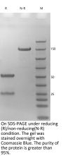 V6 Anti-Human CD38 (Daratumumab)