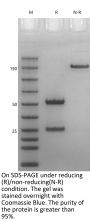 Anti-Human α4β7 [Vedolizumab Biosimilar]
