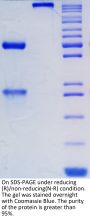 Anti-Human PD-1(Pembrolizumab)