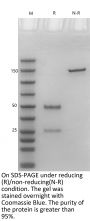 Anti-Human PD-L1(Atezolizumab)