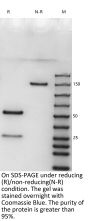 Anti-Human NT5E(Uliledlimab)