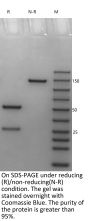 Anti-Human IL-1B(Canakinumab)