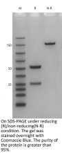 V6 Anti-Human SARS-CoV-2 (Bamlanivimab)