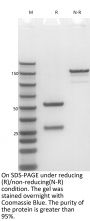 Anti-Human IGF1R(Cixutumumab)
