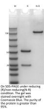 Anti-Human CXCL10(Eldelumab)
